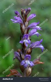 Image result for Orobanchaceae