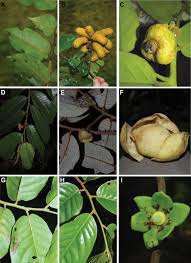 Image result for Tricalysia sp. E