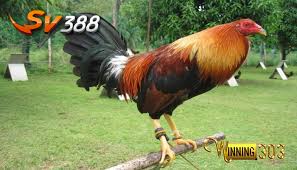 Ipan.icon ayam filipin ayam fillipin ayam fillipina ayam filliphina ayam philipin. Bentuk Kaki Ayam Filipina Yang Sangat Ditakutkan