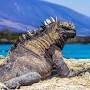 Marine iguana size and weight from a-z-animals.com