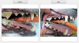 Before After Dental Cleanings Aurora Animal Care Center