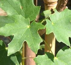 Image result for Shira Red 2015 A1