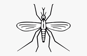 Mosquito Black And White Clipart Hd Png Download Transparent Png Image Pngitem 350x295 mosquito hawk or crane fly. mosquito black and white clipart hd