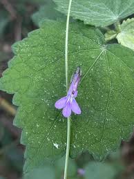Image result for Lobelia goetzei