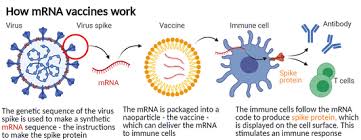 Maybe you would like to learn more about one of these? 11 Things To Know About Mrna Vaccines For Covid 19 Benaroya Research Institute