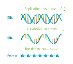The mrna cannot get into the cell nucleus and it cannot affect a person's dna. Could Mrna Vaccines Fulfill Their Potential Against Coronavirus