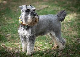 Miniature schnauzers for adoption, small dogs, puppies near me, puppy stores near me, puppies to adopt, miniature. Puppies Schnauzer Friends South Africa
