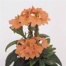 Image result for Crossandra puberula