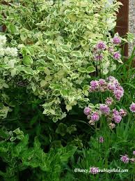 Variegated mock orange flowers photo courtesy of netps plant finder planting & growing variegated mock orange will grow to be about 10 feet tall at maturity, with a spread of 10 feet. Pin On Color Variegated Plant Combinations