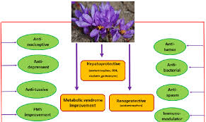 The Pharmacological Effects Of Saffron Petal Abbreviation Download Scientific Diagram