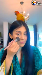 Tiny parrot flies into woman's 30th-floor apartment... and now he showers  with her every day 🦜💚