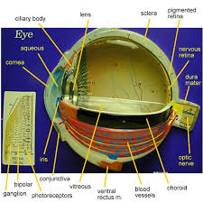 Eye Model Labeled Bing Images Eye Anatomy Human Anatomy And Physiology Anatomy And Physiology