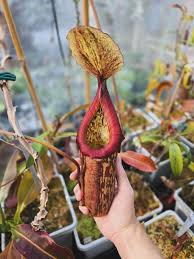 Image result for Tephrosia miranda