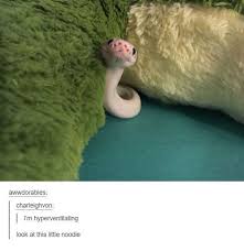Cute Snake Looks Like A Noodle Cute Snake Cute Reptiles Cute Funny Animals