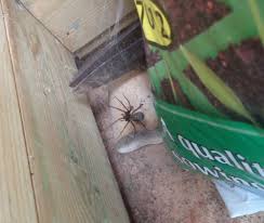 So, if you see a spider, the likelihood is that it is just a harmless, common british spider. False Widow Spider What Do I Do Toluna