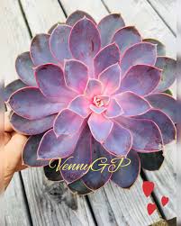 Pin By Jolanta Helena On Mi Jardin De Cactus Suculentas Y Mas Planting Succulents Cacti And Succulents Iris Flowers