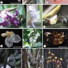 Image result for Sarcophrynium prionogonium