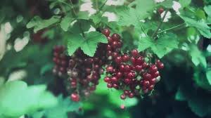 Les Petits Fruits Des Genres Ribes Et Rubus Une Delicieuse Diversite Au Sein Du Verger Sillonbelge Be