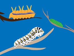 12,862 views, added to favorites 411 times. How To Treat A Caterpillar Sting Sting Remedies Caterpillar Sting