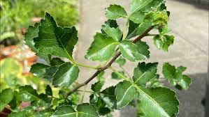 Image result for Commiphora