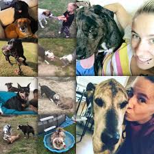 It's also free to list your available puppies and litters on our site. Great Danes Of Fayetteville Community Home Facebook