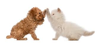 We did not find results for: Testimonials Venturepet