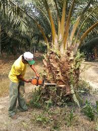 Dalam budidaya kelapa sawit yang harus di perhatikan salah satunya adalah saat memilih benih kelapa sawit yang terbaik atau benih kelapa sawit unggul. Disbun Lanjutkan Berantas Bibit Sawit Palsu