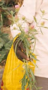 Image result for Vernonia galamensis