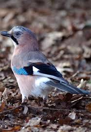 picture of a jay in the forest flightsoffancybirds animals birds cuteanimals colorfulbirds wild animals pictures forest animals animals wild