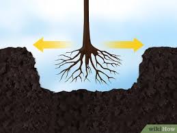 Planting lavender around your plum trees can help protect them from plum moths and other worm pests which eat on the fruit. How To Plant Fruit Trees With Pictures Wikihow