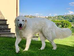 194 gruppo 1 cani da pastore e bovari (esclusi bovari svizzeri) sezione 1 cani da pastore standard n. Come Si Educa Un Cane Da Pastore Maremmano Trasmettetegli Fiducia Non Autorita Corriere It