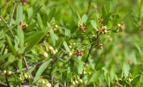 Image result for Periploca