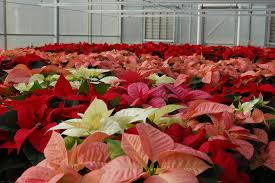 Poinsettia stock vectors, clipart and illustrations. How To Care For Poinsettia Purdue University Indiana Yard And Garden Purdue Consumer Horticulture