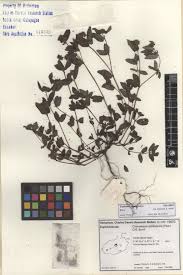 Image result for Euphorbia ophthalmica