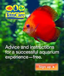 Advice And Instructions For A Successful Aquarium Experience Free Aquarium Betta Fish Care Glofish