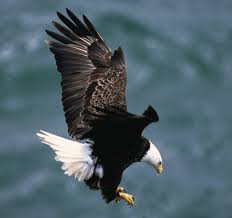 New Hepatitis-Like Virus Found in Bald Eagles Across US