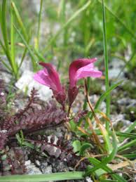 Image result for Sopubia ramosa