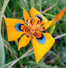 Image result for Moraea stricta