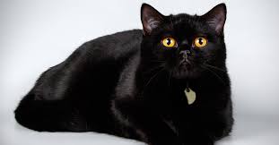 Keep reading for more info on your hairy little friend. What Are The Types Of Black Cat Breeds Petfinder