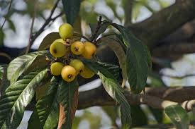 Damage due to insect infestations most often afflicts fruit rather than foliage though. Reasons For Loquat Fruit Drop Why Is My Loquat Tree Dropping Fruit