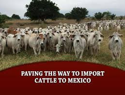 Through centuries of exposure to inadequate food supplies, insect pests, parasites. Paving The Way To Import Cattle To Mexico The Brahman Journal
