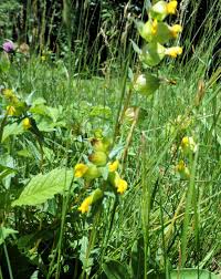 Maybe you would like to learn more about one of these? Crown Vetch Sercadia