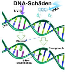 Doch die ultraviolette strahlung der sonne kann auch. Uv Strahlung Adp E V