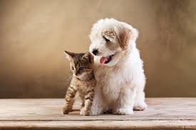 You've got a cuteness overload! Kitten Versus Puppy Which Is Better Which Would Suit You Best