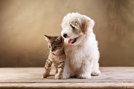 Get the 5 best nearby bird sitters with just one request. Pet Sitter Cost And Dog Walker Cost Pet Sitters Ireland