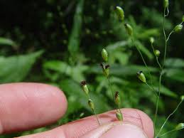 Image result for Panicum pseudoracemosum