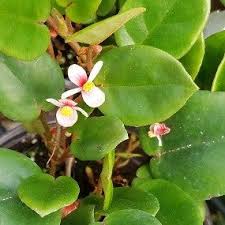 Image result for Begonia elaeagnifolia