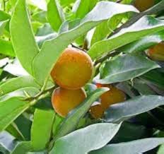 Image result for Diospyros gabunensis