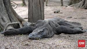Sementara biawak sangat jarang menyerang manusia dan cenderung nggak berbahaya sekalipun. Keganasan Komodo Indonesia Sudah Lukai 16 Wisatawan