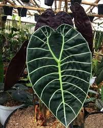 Alocasia Watsoniana Variegated Plants Cool Plants Alocasia Plant
